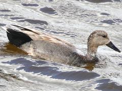 (Gadwall) male