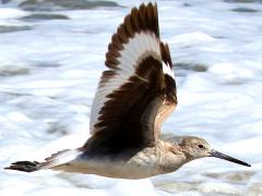 (Willet) flight