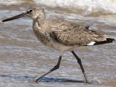 (Willet) walking