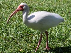 (White Ibis) walking