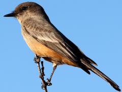 (Say's Phoebe) perching