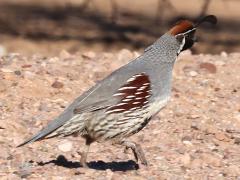 (Gambel's Quail) male