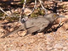 (Curve-billed Thrasher) hunched