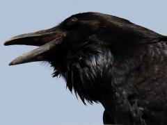 (Common Raven) calling