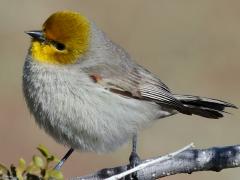 (Verdin) perching