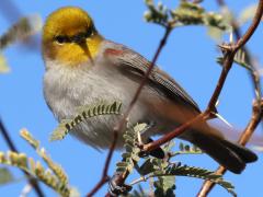 (Verdin) frontal