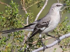 Northern Mockingbird perching on Creosote Bush