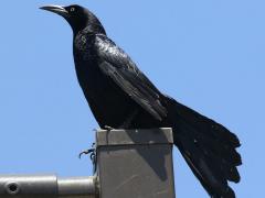 (Great-tailed Grackle) male perching