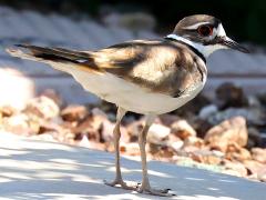 (Killdeer) standing