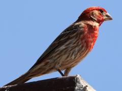 (House Finch) male