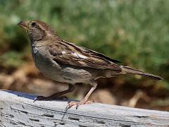 (House Sparrow) female