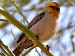 (Verdin) perching