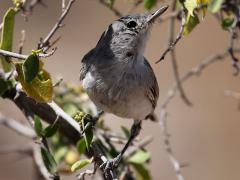 (Black-tailed Gnatcatcher) female ventraL