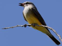 (Western Kingbird) singing