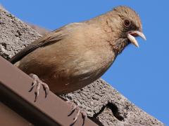 (Abert's Towhee) singing