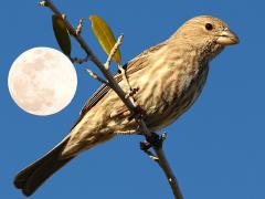 (House Finch) female perching