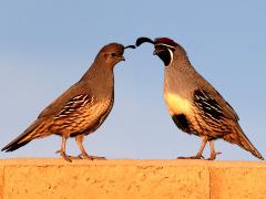 (Gambel's Quail) pair