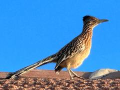 (Greater Roadrunner) standing