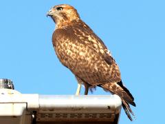 (Red-tailed Hawk) back