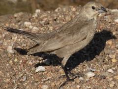 (Brown-headed Cowbird) female