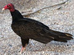 (Turkey Vulture) standing