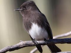 (Black Phoebe) perching