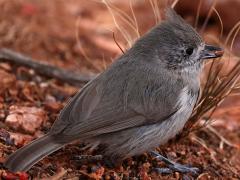 (Juniper Titmouse) foraging