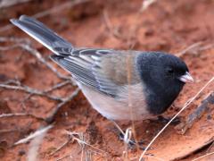 (Dark-eyed Junco) male