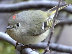 (Ruby-crowned Kinglet) male