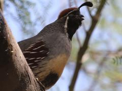 (Gambel's Quail) male calls