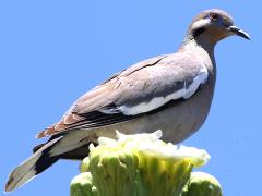 White-winged Dove on Saguaro Cactus