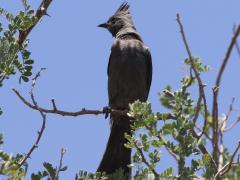 (Northern Phainopepla) female