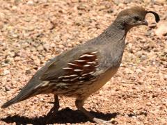 (Gambel's Quail) female walking