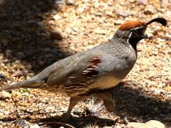 (Gambel's Quail) male walking