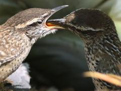 (Cactus Wren) feeding chick