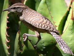 (Cactus Wren) profile