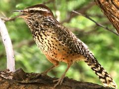 (Cactus Wren) singing