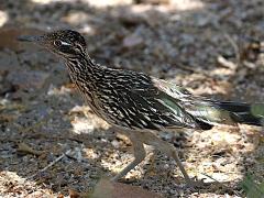 (Greater Roadrunner) walking