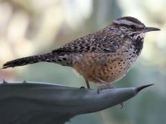 (Cactus Wren) standing