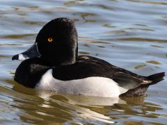 (Ring-necked Duck) male