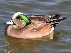 (American Wigeon) male