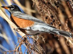 (American Robin) propinquus ventral