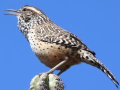 (Cactus Wren) singing