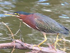 (Green Heron) walking