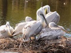 (Dalmatian Pelican) colony