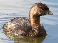 (Pied-billed Grebe) swimming