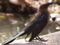 (Great-tailed Grackle) female