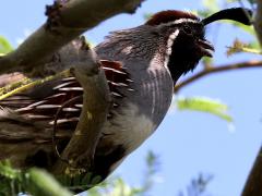 (Gambel's Quail) male calling