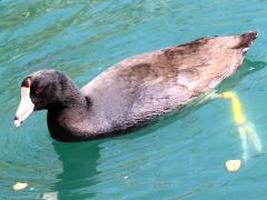 (American Coot) swimming