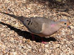 (Mourning Dove) walking